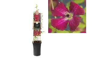 Klimplant Clematis vit. Rubra - Rode Bosrank