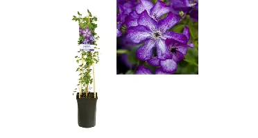 Klimplant Clematis vit. Super Nova - Paarse Bosrank