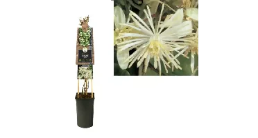 Klimplant Clematis vitalba - Cremé Bosrank