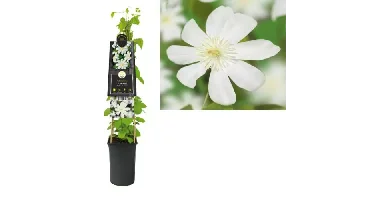 Klimplant Clematis Wada s Primrose - Witte Bosrank
