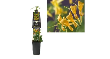 Klimplant Lonicera Mandarin - Oranje gele Kamperfoelie