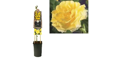 Klimplant Rosa Golden Climber - Klimroos Geel