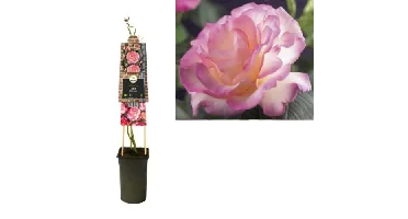 Klimplant Rosa Pink Candy - Klimroos Roze