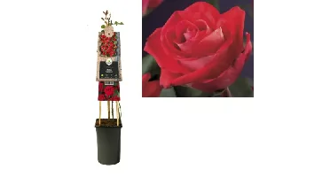 Klimplant Rosa Red Climber - Klimroos Rood