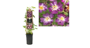 Klimplant Rosa Veilchenblau - Klimroos Paars