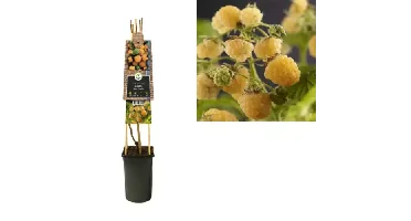 Klimplant Rubus idaeus Fallgold - Gele Bramen