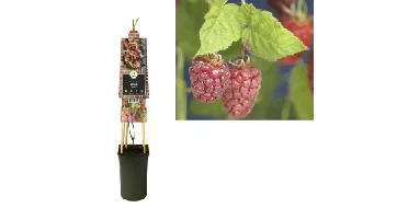 Klimplant Rubus Tayberry - Rode Bramen