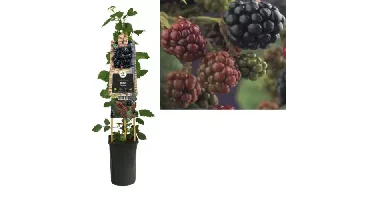 Klimplant Rubus Thornfree - Zwarte Bramen
