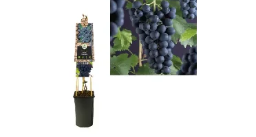 Klimplant Vitis Frankenthaler - Blauwe Druiven
