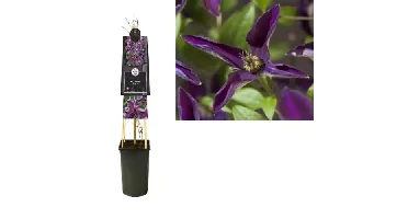 Klimplanten Clematis Noora - Paarse Bosrank 120cm