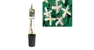 Klimplanten Clematis terniflora - Witte Bosrank