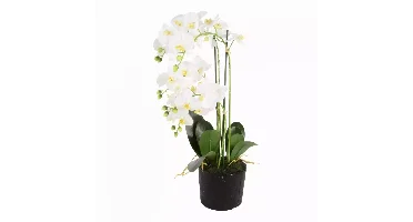 Kunstplant Phalaenopsis 5-tak 68cm wit