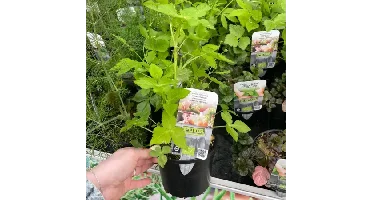 Puur kruiden Japanse Peterselie