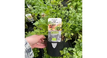 Puur kruiden Selderij