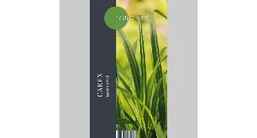 Siergras Carex morrowii Irish Green - Zegge 17cm