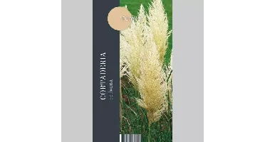Siergras Cortaderia selloana Pumila - Pampasgras 17cm