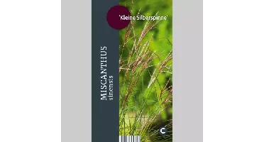Siergras Miscanthus sinensis Kleine Silberspinne - Prachtriet 17cm