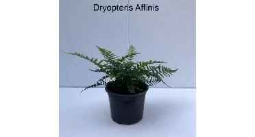 Tuinplant Geschubde Mannetjesvaren Dryopteris Affinis