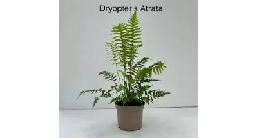 Tuinplant Niervaren Dryopteris Atrata