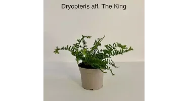 Tuinplant Varen Dryopteris The King