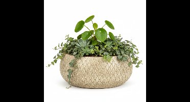 Mica decorations Bloempot / plantenpot schaal Madeira - creme - terracotta - 27 cm - schubbenpatroon