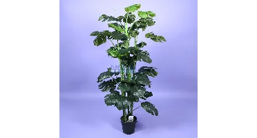 Monstera - 140 cm