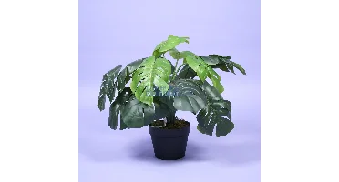Monstera - 60 cm