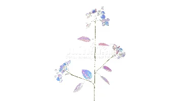 Decoratietak Parelmoer 68cm