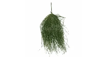 Wanddecoratie Palmblad Groen 57cm