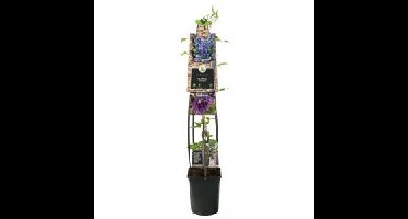 Blauwe bosrank (Clematis "Multi Blue") klimplant 120 cm