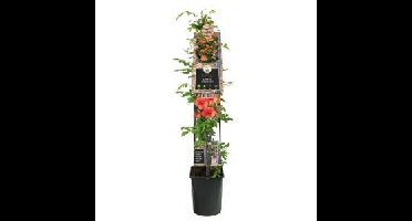 Oranje Trompetbloem (Campsis tagliabuana "Madame Galen") klimplant 120 cm