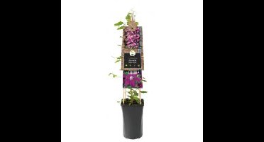 Rode bosrank (Clematis "Rouge Cardinal") klimplant 120 cm