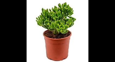Crassula hobbit S kamerplant