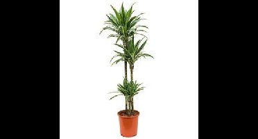 Dracaena deremensis M kamerplant