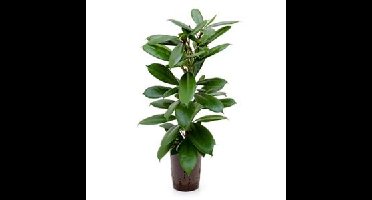 Ficus cyathistipula 2pp M hydrocultuur plant