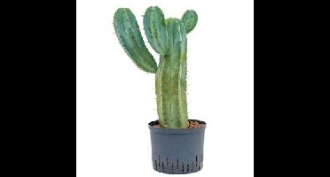 Myrtillocactus geometrizans L hydrocultuur plant