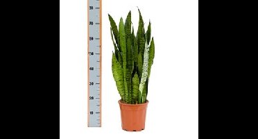 Sansevieria zeylanica adana kamerplant