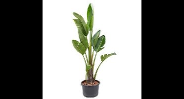 Strelitzia nicolai XL hydrocultuur plant