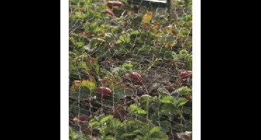 Tuinnet grofmazig 5 x 5 meter