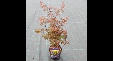 Japanse esdoorn (Acer palmatum "Trompenburg") heester