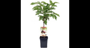 Kersenboom (prunus avium "Hedelfinger") fruitbomen