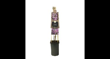 Roze bosrank (Clematis "Comtesse de Bouchaud") klimplant