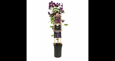 Donkerpaarse bosrank (Clematis "Romantika") klimplant