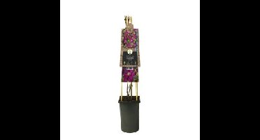 Rode bosrank (Clematis "Voluceau") klimplant