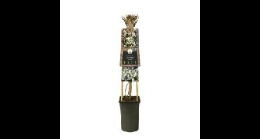 Witte bosrank (Clematis "Armandii”) klimplant