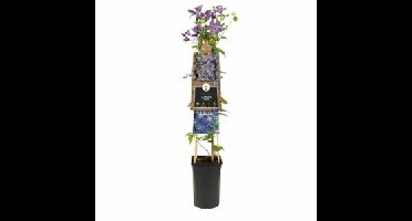 Blauwe bosrank (Clematis "Arabella") klimplant