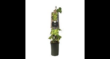 Kaukasische klimop (Hedera colchica "Sulphur Heart") klimplant