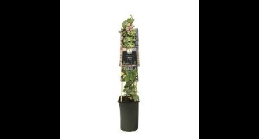 Bonte kleinbladige klimop (Hedera helix "Glacier") klimplant