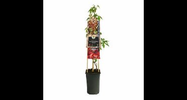 Wilde Wingerd (Parthenocissus "Engelmannii") klimplant