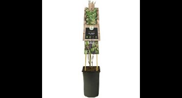 Mini kiwi (Actinidia arguta "Issai”) klimplant